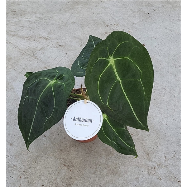 <h4>Anthurium Forgetii x Nigrolaminum</h4>