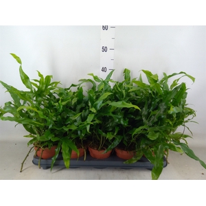 Microsorum diversifolium