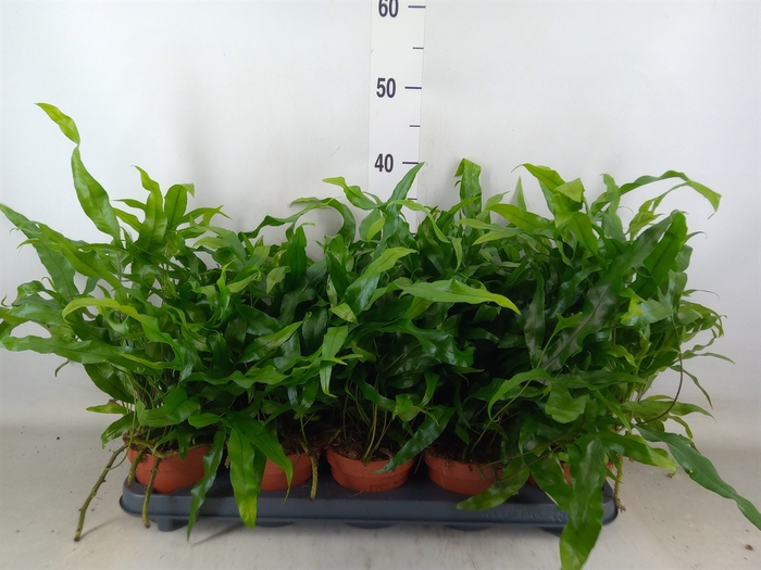 <h4>Microsorum diversifolium</h4>