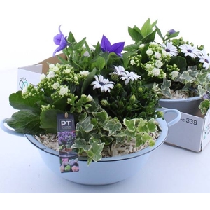 ARR TUINPLANTEN