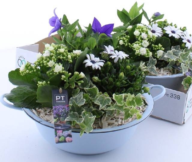 <h4>ARR TUINPLANTEN</h4>