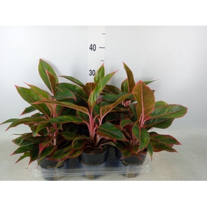 Aglaonema  'Jungle Red'