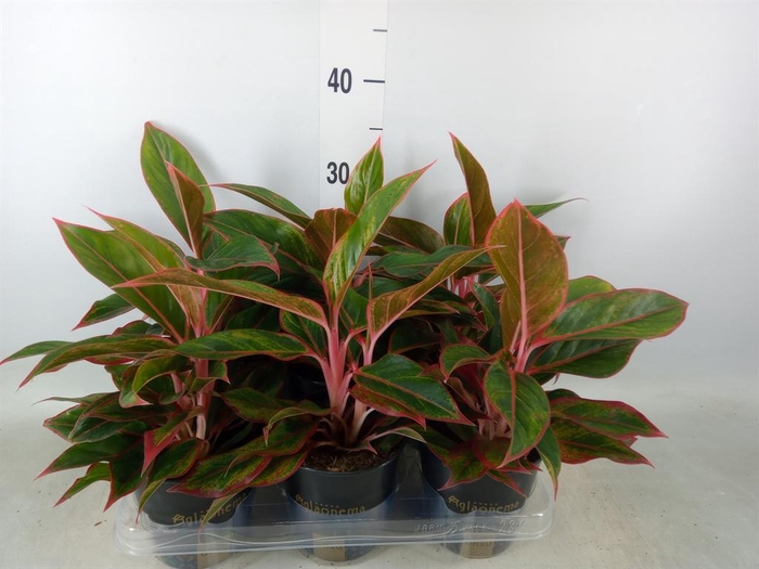 <h4>Aglaonema 'Jungle Red'</h4>