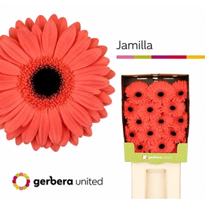 Gerbera Jamilla  Diamond
