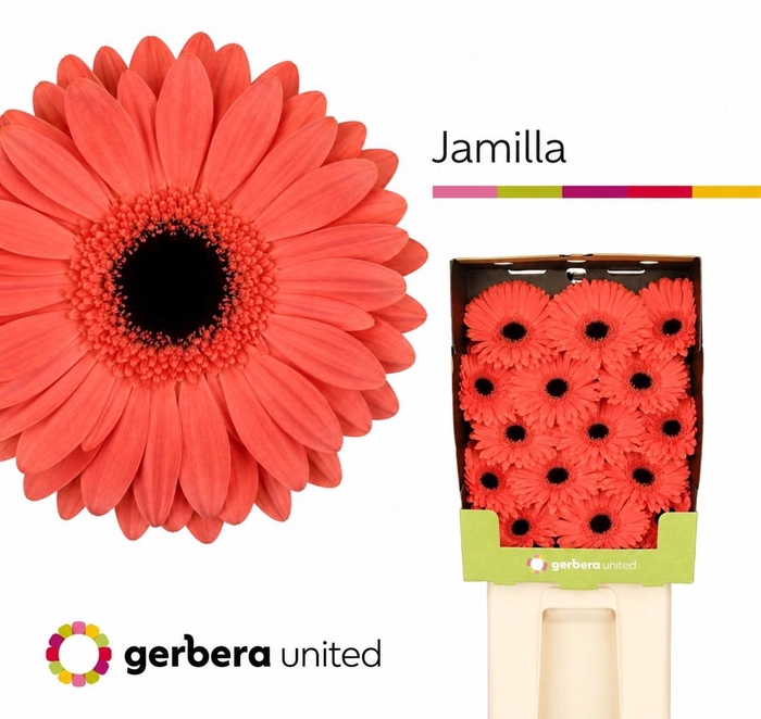 <h4>Gerbera Jamilla Diamond</h4>