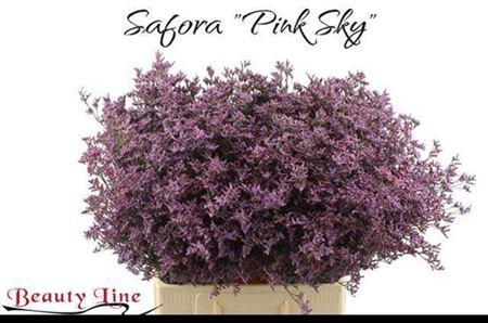 <h4>Lim Saf Pink Sky</h4>