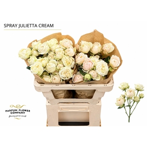 Rosa Spray Garden Julietta Cream
