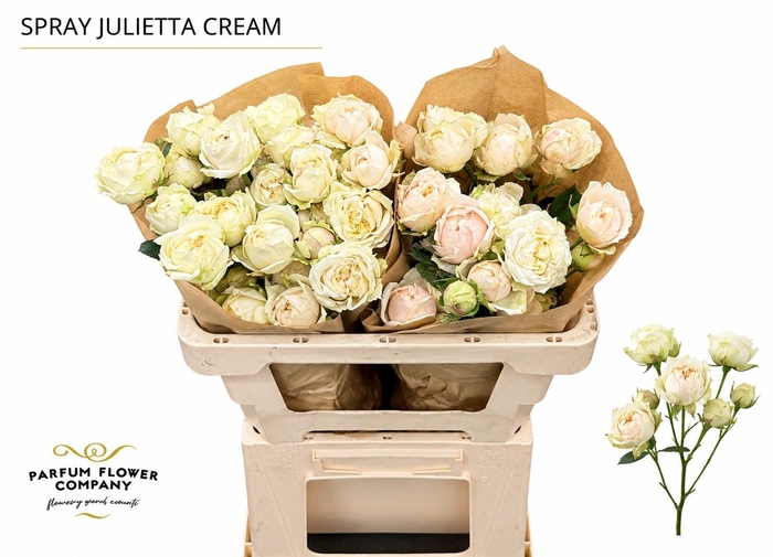 <h4>Rosa Spray Garden Julietta Cream</h4>