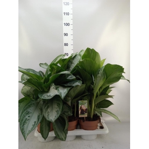 Aglaonema GB 'Silver Bay'