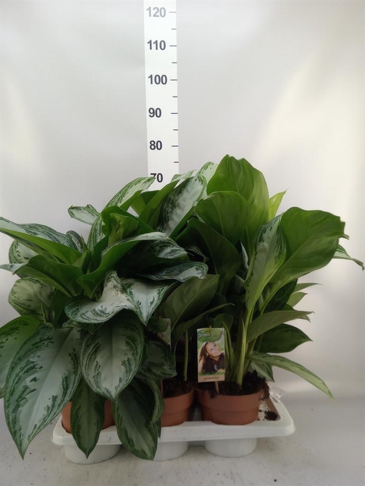 <h4>Aglaonema GB 'Silver Bay'</h4>