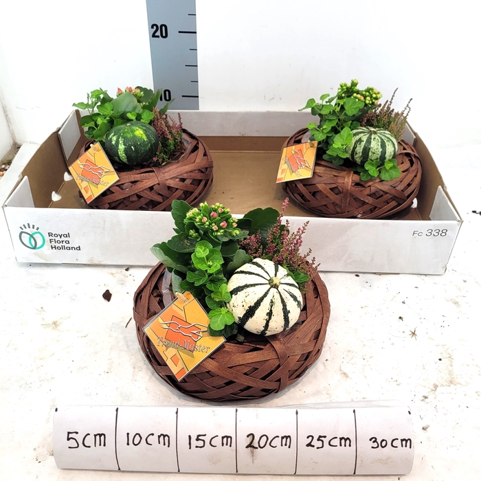<h4>ARR TUINPLANTEN</h4>