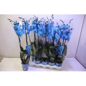 arr8 Phal Magic Blue