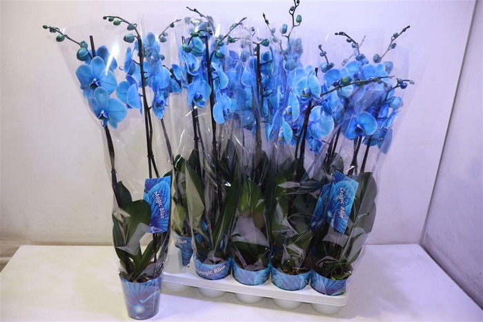 <h4>arr8 Phal Magic Blue</h4>