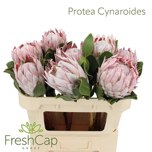 Protea Cynaroides