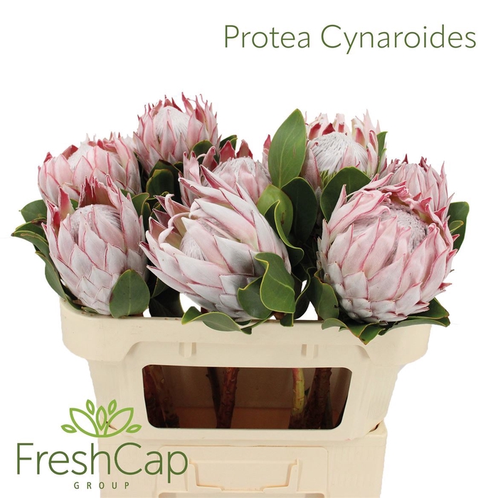 Protea Cynaroides