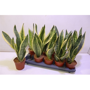 Sansev Futura Superb