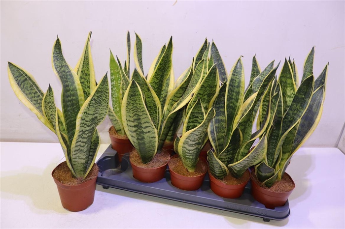 <h4>Sansev Futura Superb</h4>