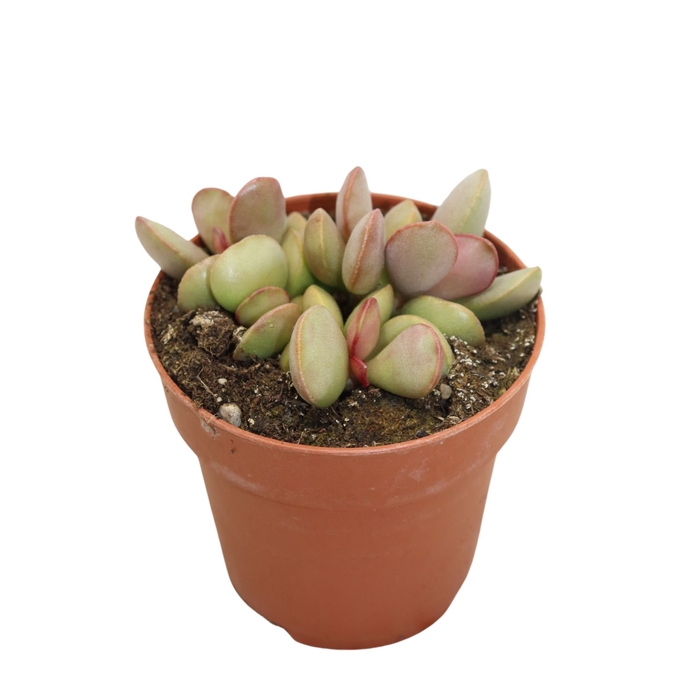 Adromischus Pink Blush