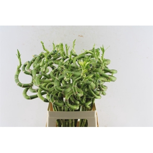 Drac S Lucky Bamboo 60cm