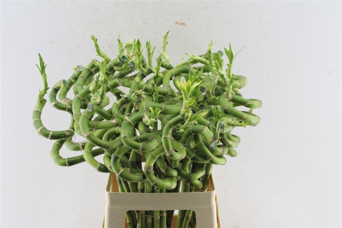 <h4>Drac S Lucky Bamboo 60cm</h4>