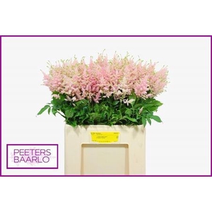 Astilbe Ja Europa