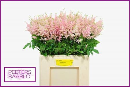 <h4>Astilbe Ja Europa</h4>