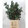 Ilex Groen Bes Rood
