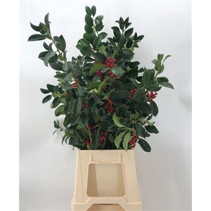 Ilex Groen Bes Rood