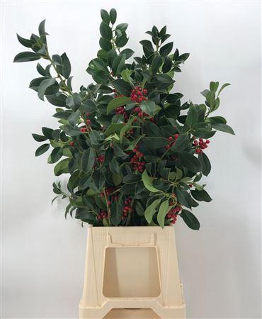 Ilex Groen Bes Rood