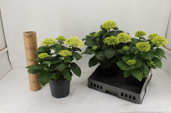 <h4>HYDR M HI WHITE SUN</h4>