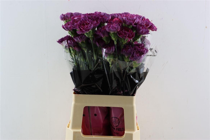 <h4>Di St Tatis</h4>