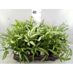 Pteris cretica 'Albolineata'