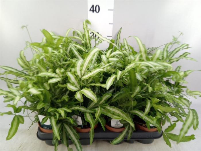 <h4>Pteris cretica 'Albolineata'</h4>