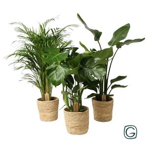 Mix groen in basket palmleaf