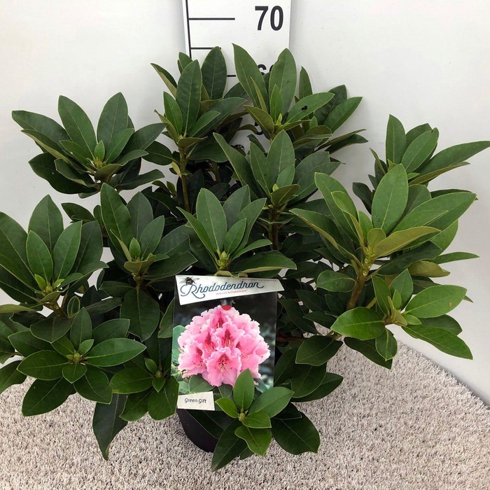 <h4>Rhodo. 'Albert Schweitzer' pink spot</h4>