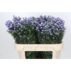 Aster Baby Blue