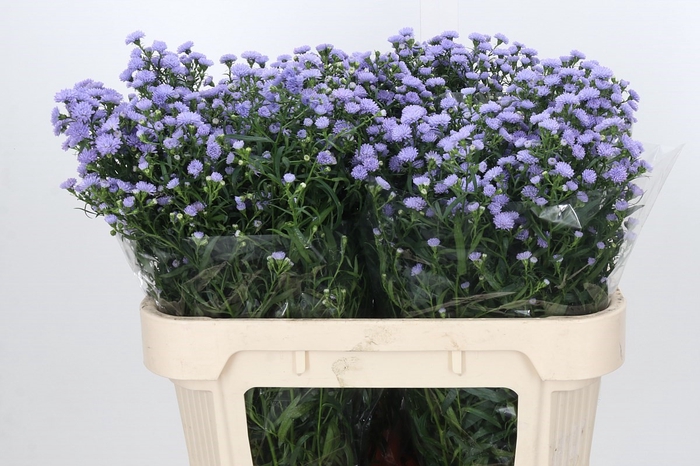 <h4>Aster Baby Blue</h4>