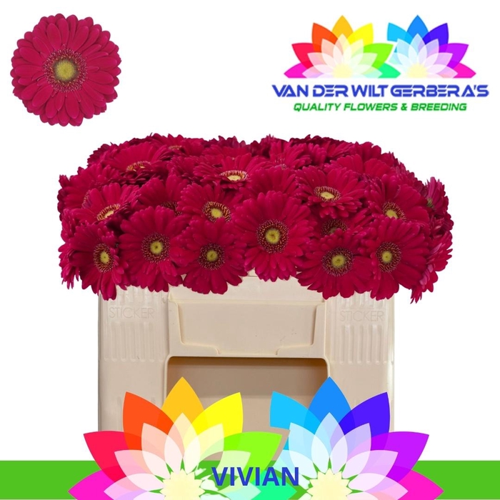 <h4>GE MI VIVIAN</h4>