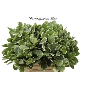 PITTOSPORUM ILAN