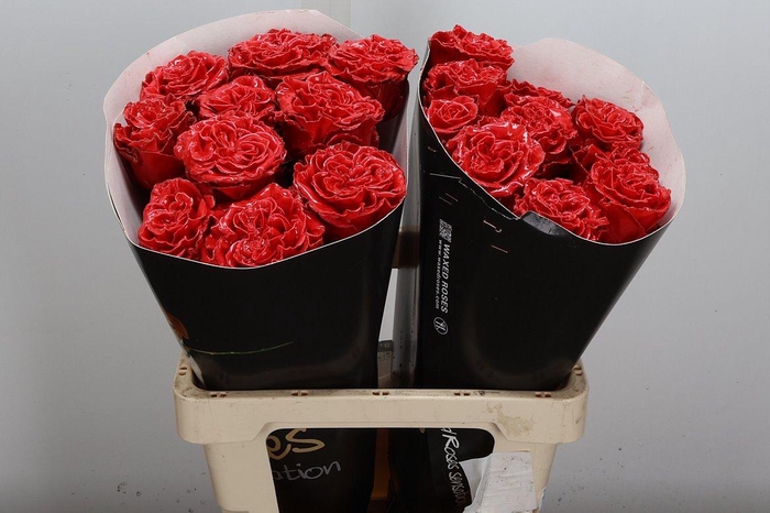 Wax-Rozen Wax Exclusief Rood