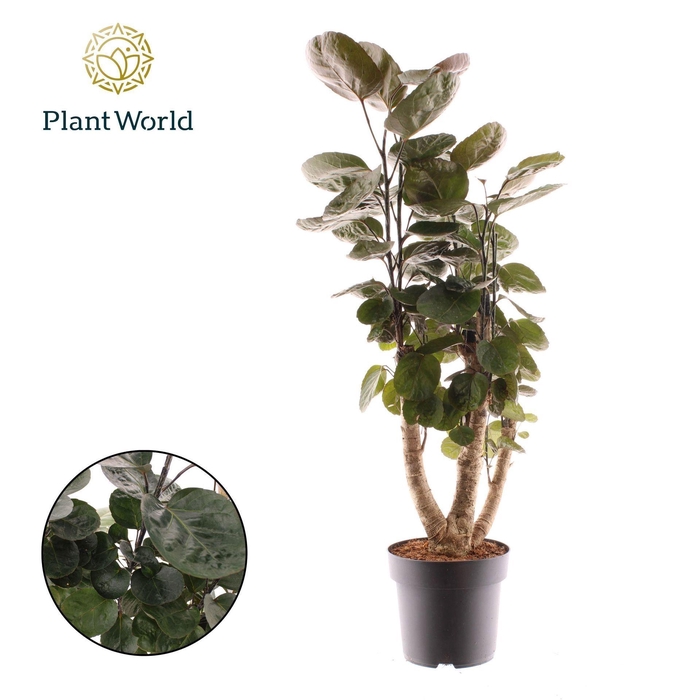 <h4>Polyscias Fabian</h4>