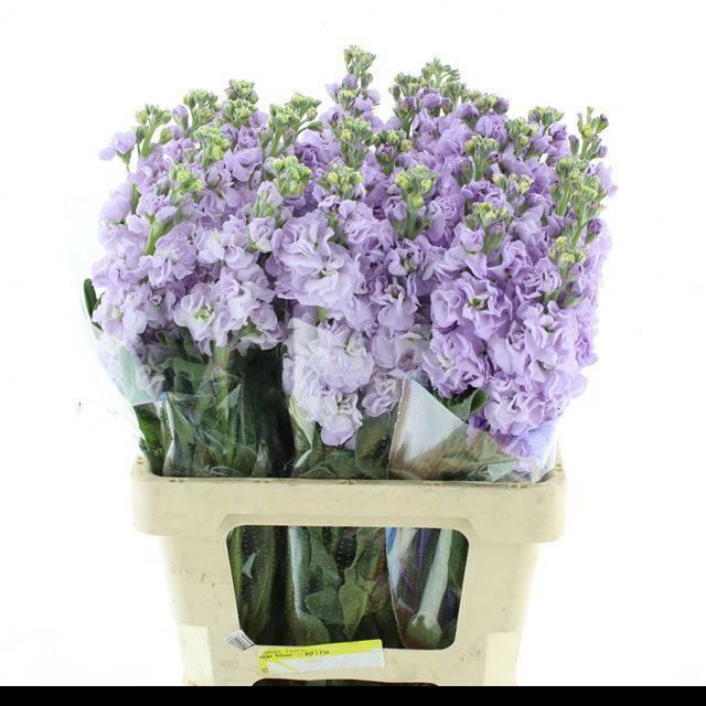 <h4>MATTH IRON MARINE</h4>