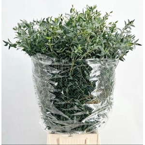EUCALYPTUS 'PARVIFOLIA'