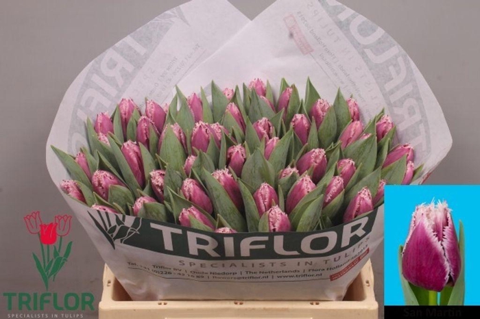 <h4>Tulipa fr san martin</h4>
