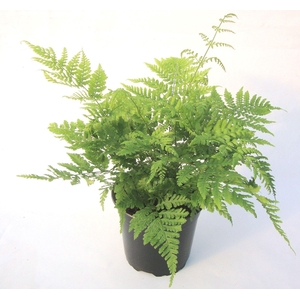 Dryopteris dilatata