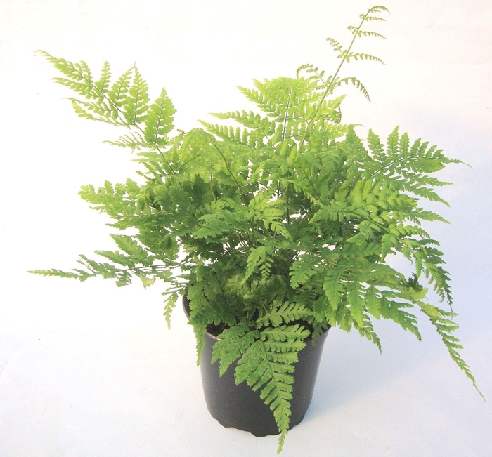 <h4>Dryopteris dilatata</h4>