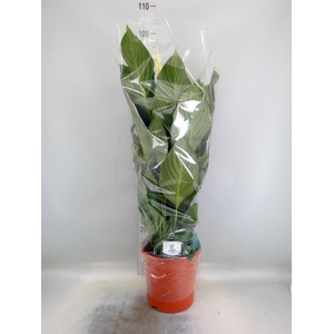 Spathiphyllum  'Sweet Silvana'