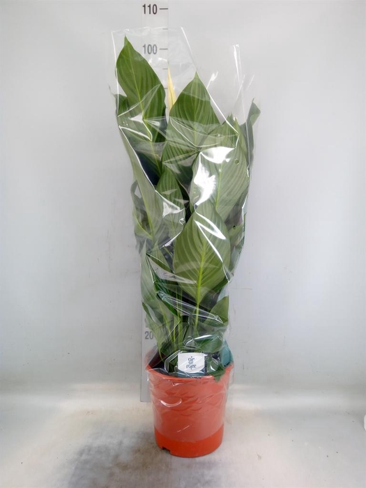 <h4>Spathiphyllum  'Sweet Silvana'</h4>