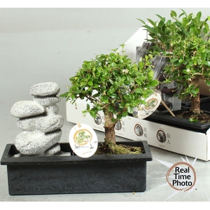 BONSAI GEM