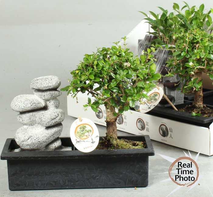 <h4>BONSAI GEM</h4>